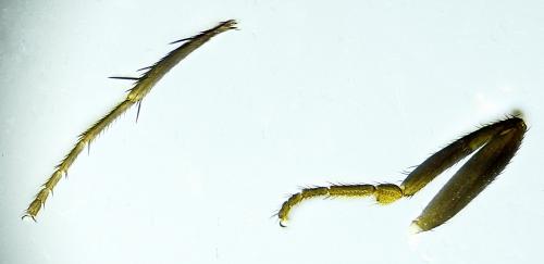 Pullimosina heteroneura